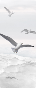 Journey Home Clouds Birds White